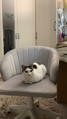 Компьютерное кресло Пард экокожа белый фото покупателя 183