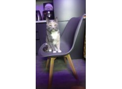 Деревянный стул Bonuss dark gray / wood фото покупателя 12