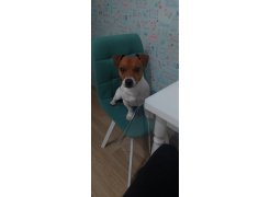 Стул на металлокаркасе Чилли розовый / черный каркас фото покупателя 56