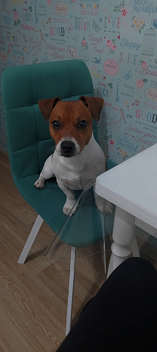 Стул на металлокаркасе Чилли К темно-серый (velutto 32) / черный фото покупателя 56