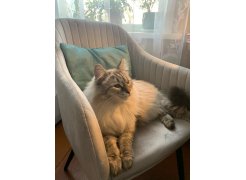 Стул на металлокаркасе Slam розовый фото покупателя 4