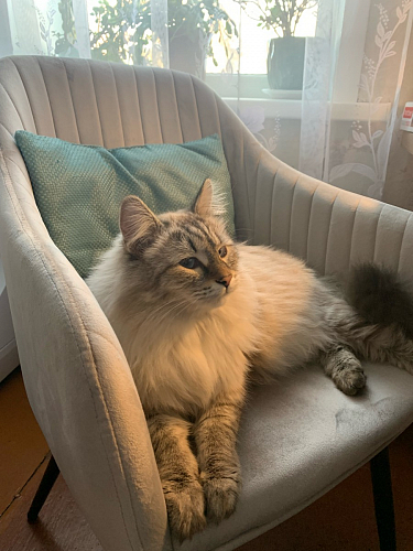 Стул на металлокаркасе Slam синий фото покупателя 4