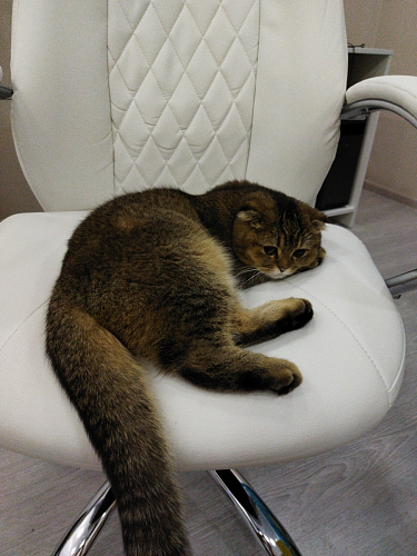 Компьютерное кресло Aragon белое фото покупателя 87