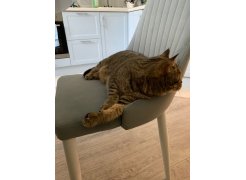 Стул на металлокаркасе Kora white фото покупателя 264