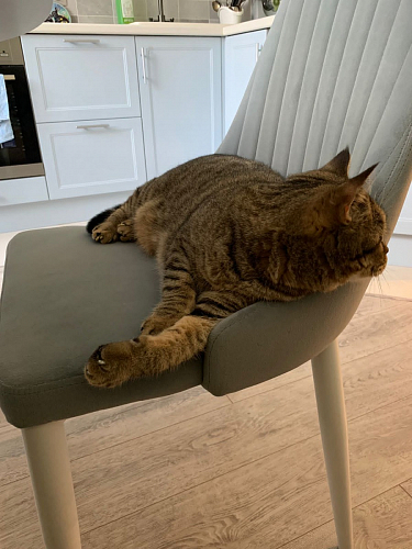 Стул на металлокаркасе Kora light blue / white фото покупателя 264