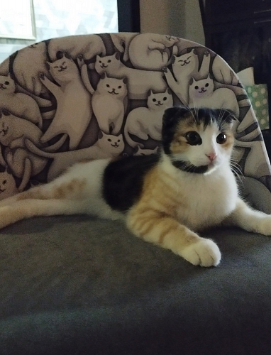 Компьютерное кресло Melody бирюзовое фото покупателя 220