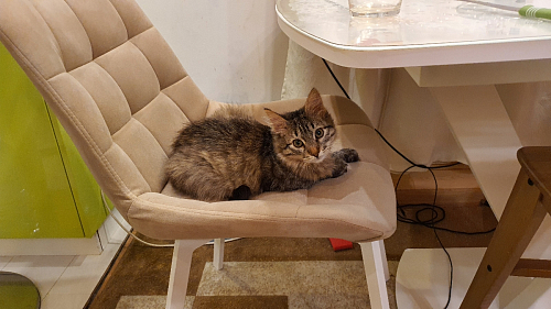 Стул на металлокаркасе Челси морская волна / черный фото покупателя 10