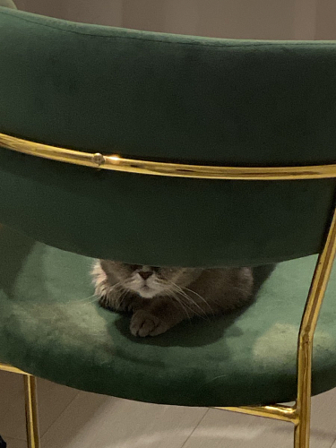 Стул на металлокаркасе Kamelia голубой / голубой / золотой фото покупателя 68