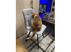 Стул на металлокаркасе Чилли светло-серый / черный фото покупателя 68