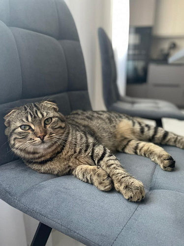 Стул на металлокаркасе Чилли К темно-серый (velutto 32) / черный фото покупателя 686