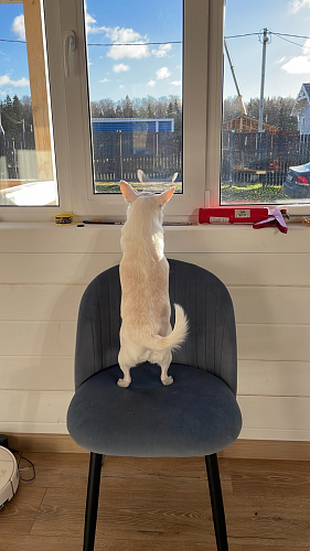 Стул на металлокаркасе Gabi 1 light blue / black / gold фото покупателя 318