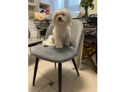 Стул на металлокаркасе Gabi green / black фото покупателя 915