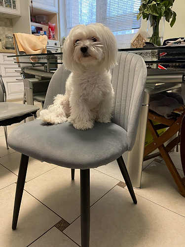 Стул на металлокаркасе Gabi latte / gold / black фото покупателя 915