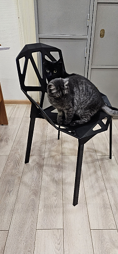 Стул One PC-015 черный фото покупателя 34