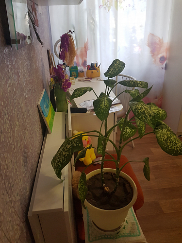 Стол обеденный раздвижной СтК4 дуб молочный фото покупателя 9