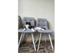 Стул на металлокаркасе Чилли синяя ткань / белый фото покупателя 447