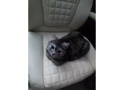 Компьютерное кресло Herd dark grey фото покупателя 84