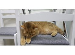 Стул деревянный Camel dirty oak / beige фото покупателя 13