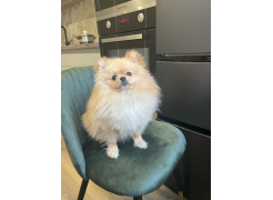 Стул Gabi 1 бежевый фото покупателя 16