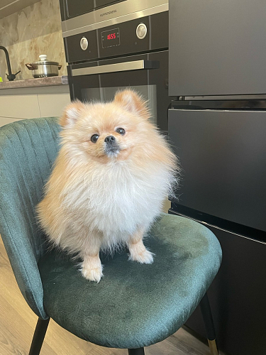 Стул на металлокаркасе Gabi green / black / silver фото покупателя 16