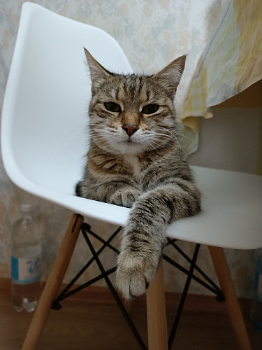 Стул Eames PC-015 blue фото покупателя 42