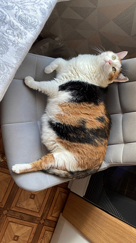 Стул на металлокаркасе Челси велюр коричневый / черный каркас фото покупателя 17