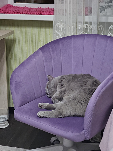 Компьютерное кресло Тибо сиреневый фото покупателя 155