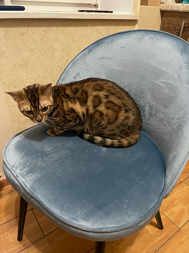 Стул Dodo синий фото покупателя 12