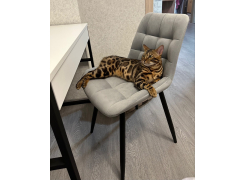 Стул на металлокаркасе Челси белый / темно-серый фото покупателя 38