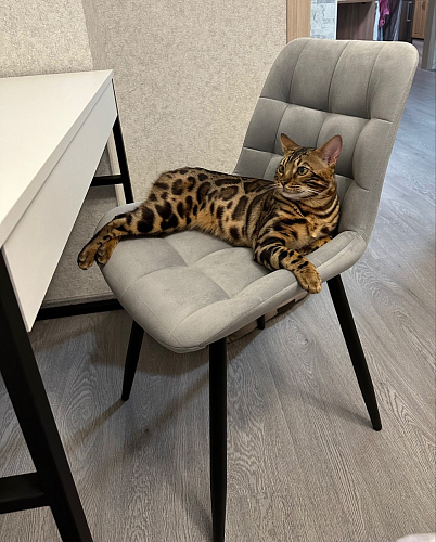 Стул на металлокаркасе Челси К крутящийся бирюзовый / черный фото покупателя 38