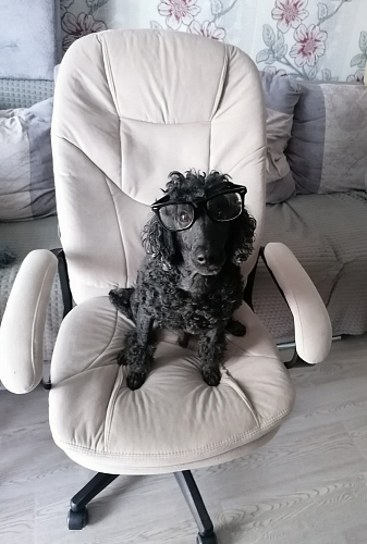 Компьютерное кресло Comfort Lux/Комфорт Люкс серый фото покупателя 67