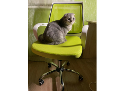 Компьютерное кресло Ergoplus белое / серое фото покупателя 1