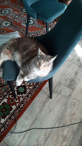 Стул Kora gray фото покупателя 25