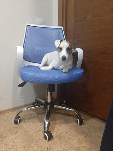 Компьютерное кресло Ergoplus белое / голубое фото покупателя 1