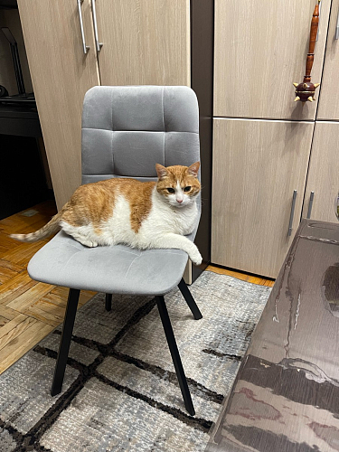 Комплект стульев Чилли 4 шт темно-серый / черный фото покупателя 67