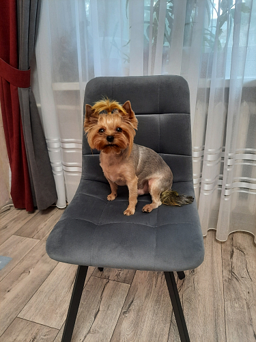 Стул на металлокаркасе Чилли черный / зеленый фото покупателя 731