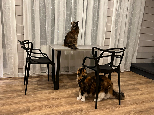 Деревянный стол Лота Лофт 140х80 дуб крафт табачный / черный матовый фото покупателя 588