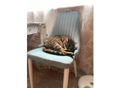 Стул на металлокаркасе Kora green / black фото покупателя 279