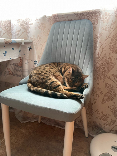 Стул на металлокаркасе Kora green / black фото покупателя 279