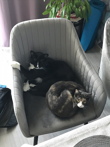 Стул на металлокаркасе Slam dark beige фото покупателя 46