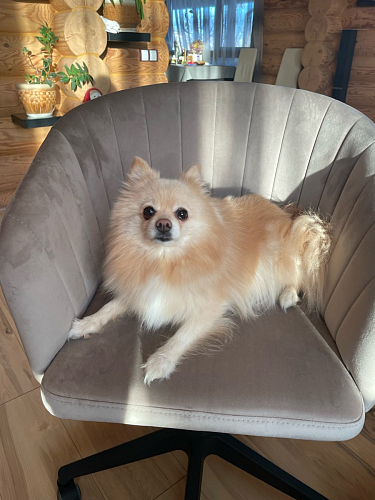 Компьютерное кресло Тибо сиреневый фото покупателя 128